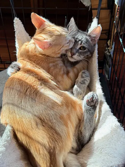 Blynken Bonded With Wynken image 2