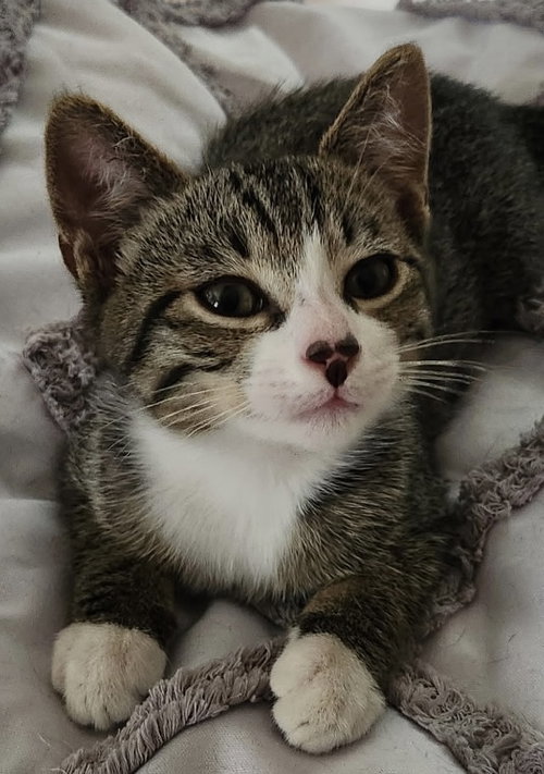 Oliver (bonded with Tiggy), a cat for adoption from Homeless Animals' Lifeline Organization H.A.L.O.