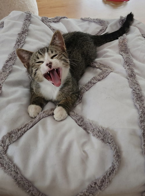 Photo 2 of Oliver (bonded with Tiggy)