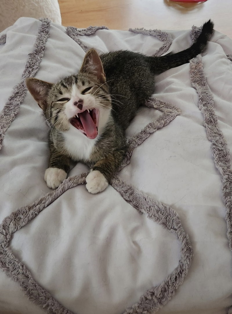 Oliver, photo 2