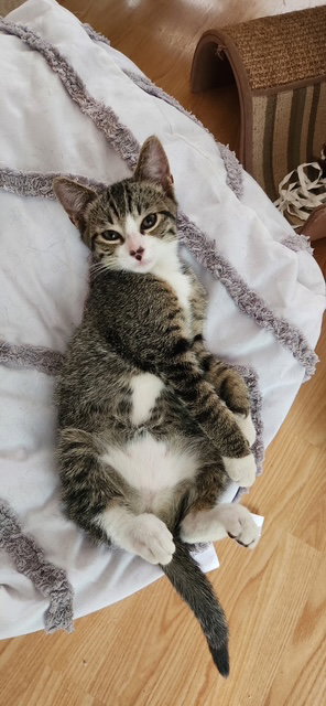 Photo 3 of Oliver (bonded with Tiggy)