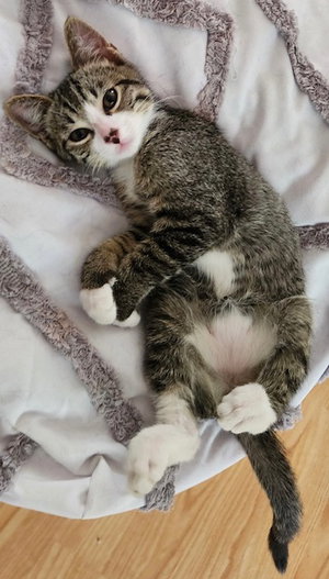 Oliver, photo 4