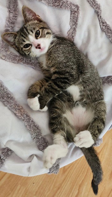 Photo 4 of Oliver (bonded with Tiggy)