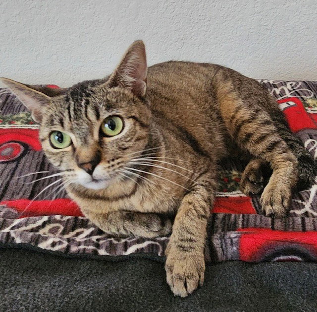 Opal, Abyssinian