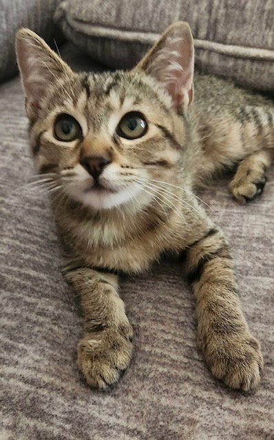 Tiggy (bonded with Oliver), a cat for adoption from Homeless Animals' Lifeline Organization H.A.L.O.