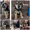Bailey (6)