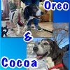 Oreo and Cocoa (bonded)