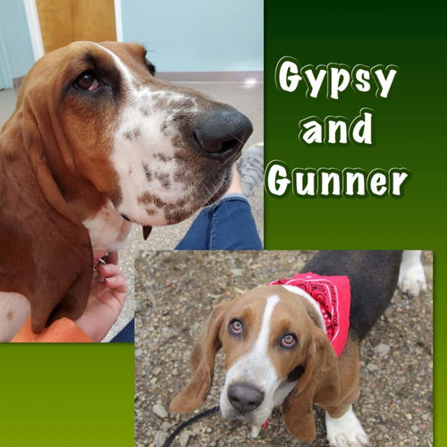 Gypsy and (Gunner)