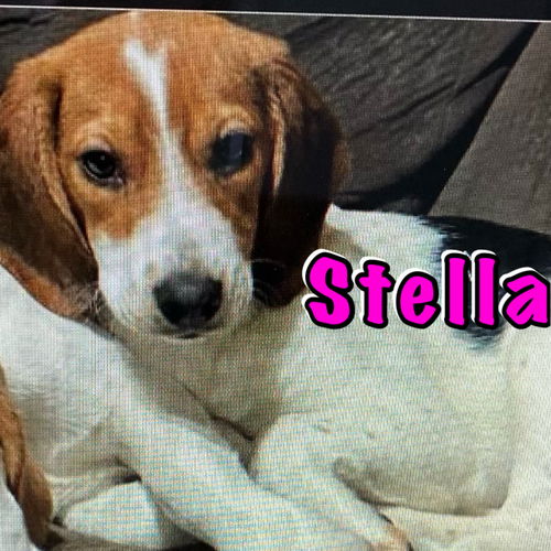 Stella