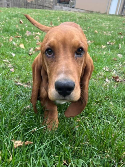 Copper (puppy 4-22)