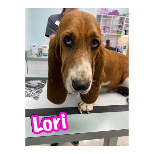 Lori