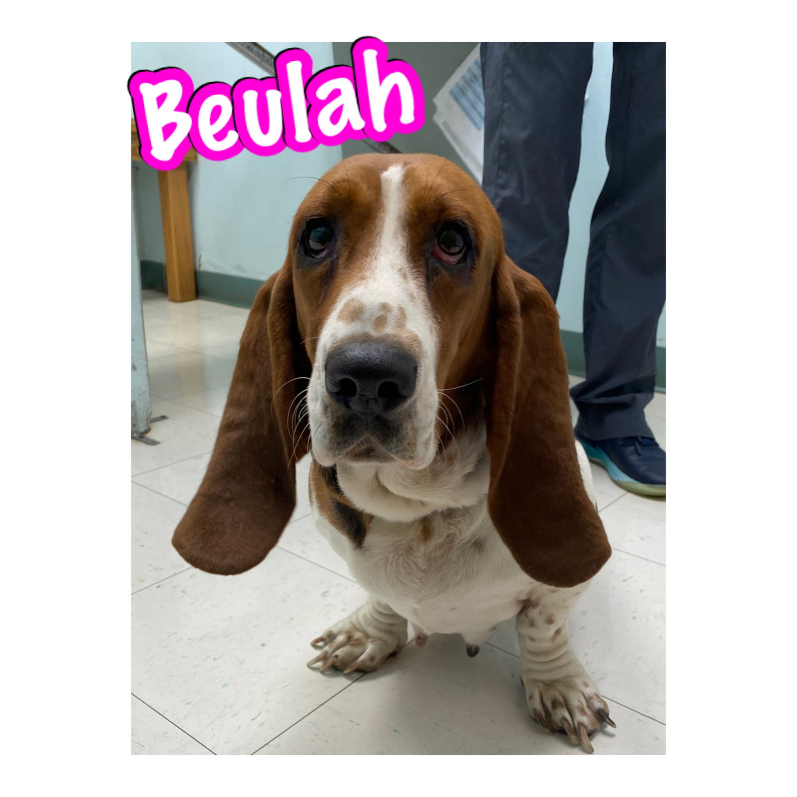 Dog for Adoption Beulah, a Basset Hound in Clinton County, OH Alpha Paw