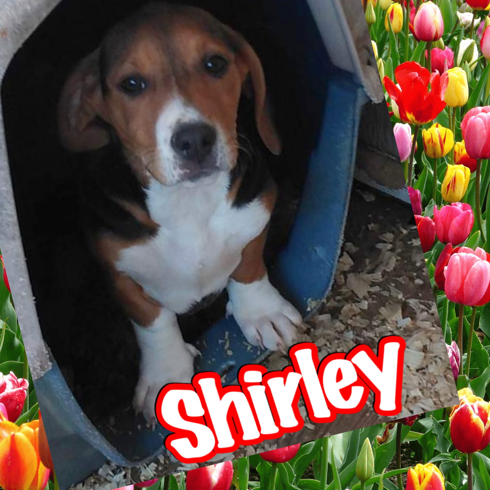 Shirley's  Page
