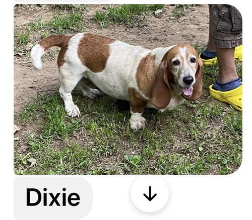 Dixie (7-23) now Mabel