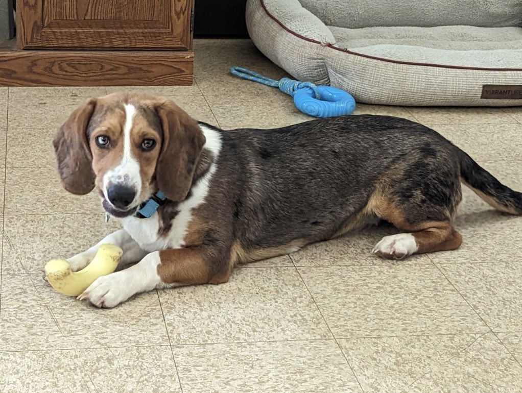 Beagle best sale basset mix