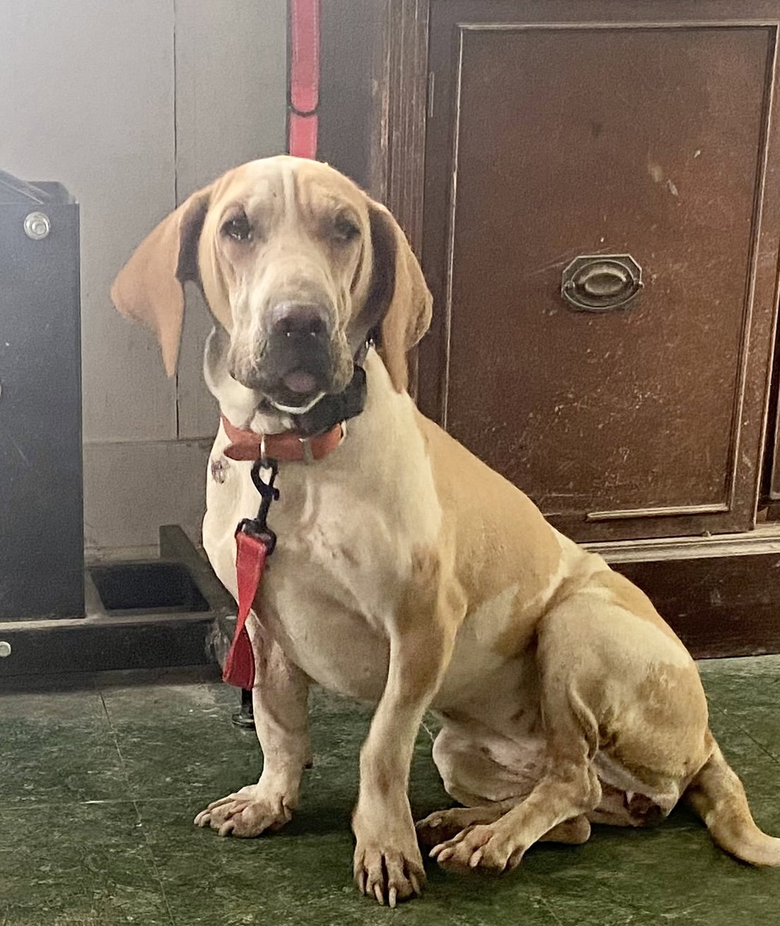 Dog for Adoption Clover, a Basset Hound in Fairborn, OH Alpha Paw
