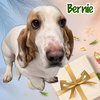 Bernie