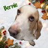 Bernie
