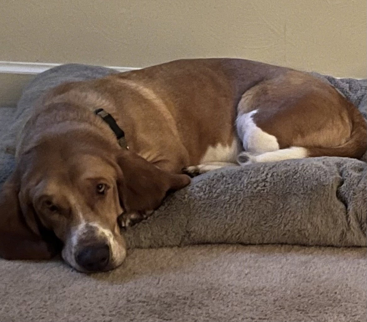Dog for Adoption Hoss, a Basset Hound in Middletown, OH Alpha Paw