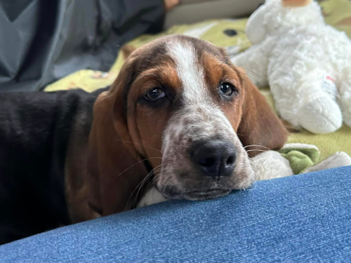 Poppy (orange collar puppy)