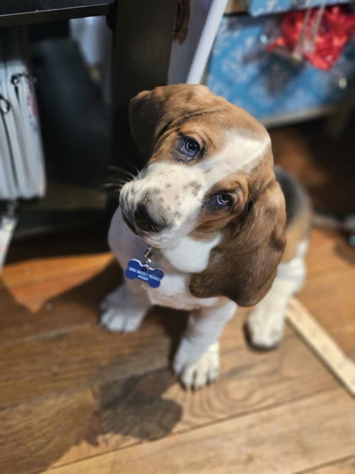 Puppy 3 Turquoise collar