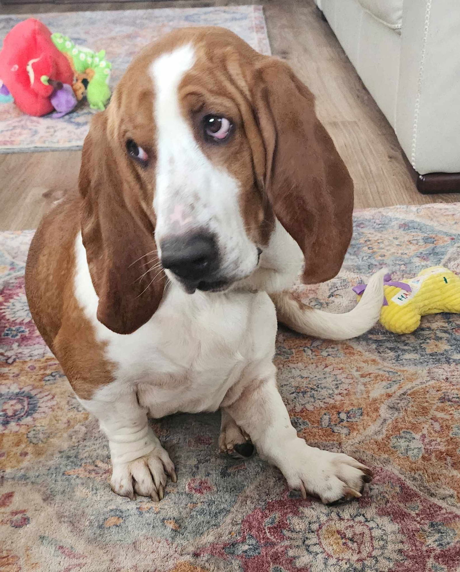 Dog for Adoption - Auggie, a Basset Hound in Springboro, OH | Alpha Paw