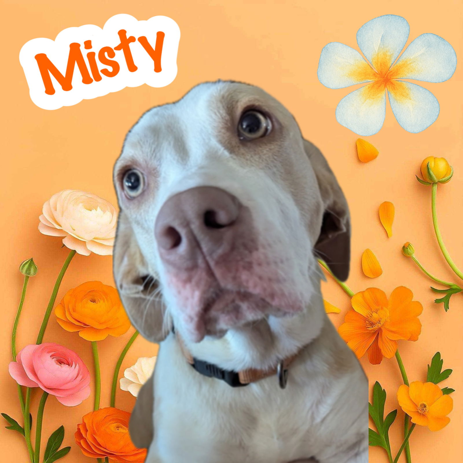 adoptable Dog in Brookville, OH named Misty
