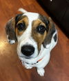 Darby