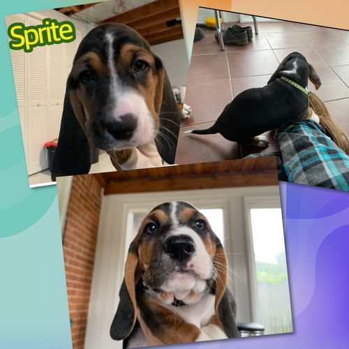 Sprite