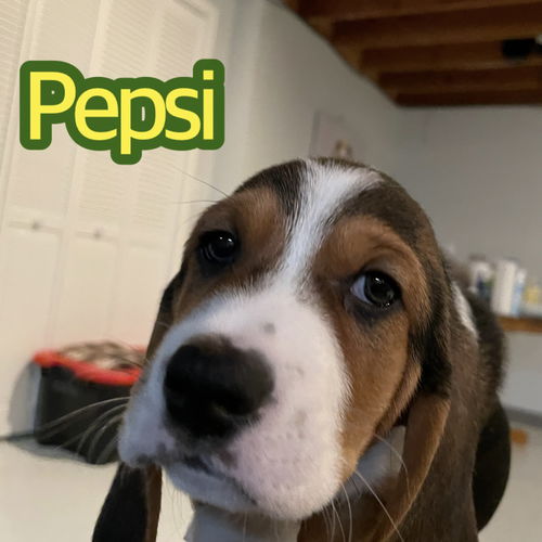 Pepsi