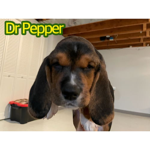 Dr pepper