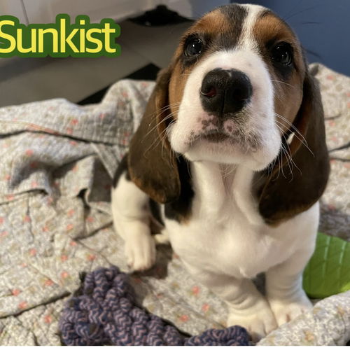 Sunkist