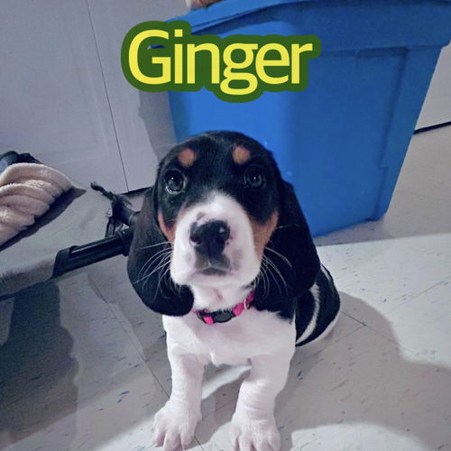 Ginger Ale