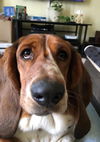 Odie