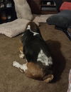 Odie