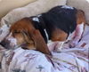 Odie