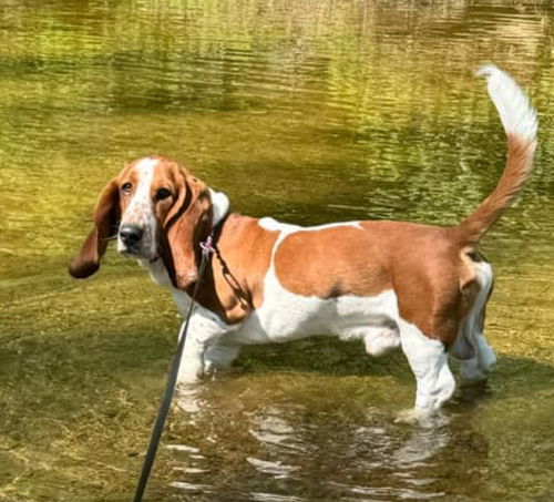 Roscoe