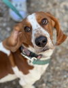 Roscoe