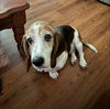 Daisy soda pups momma!