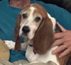 Daisy soda pups momma!