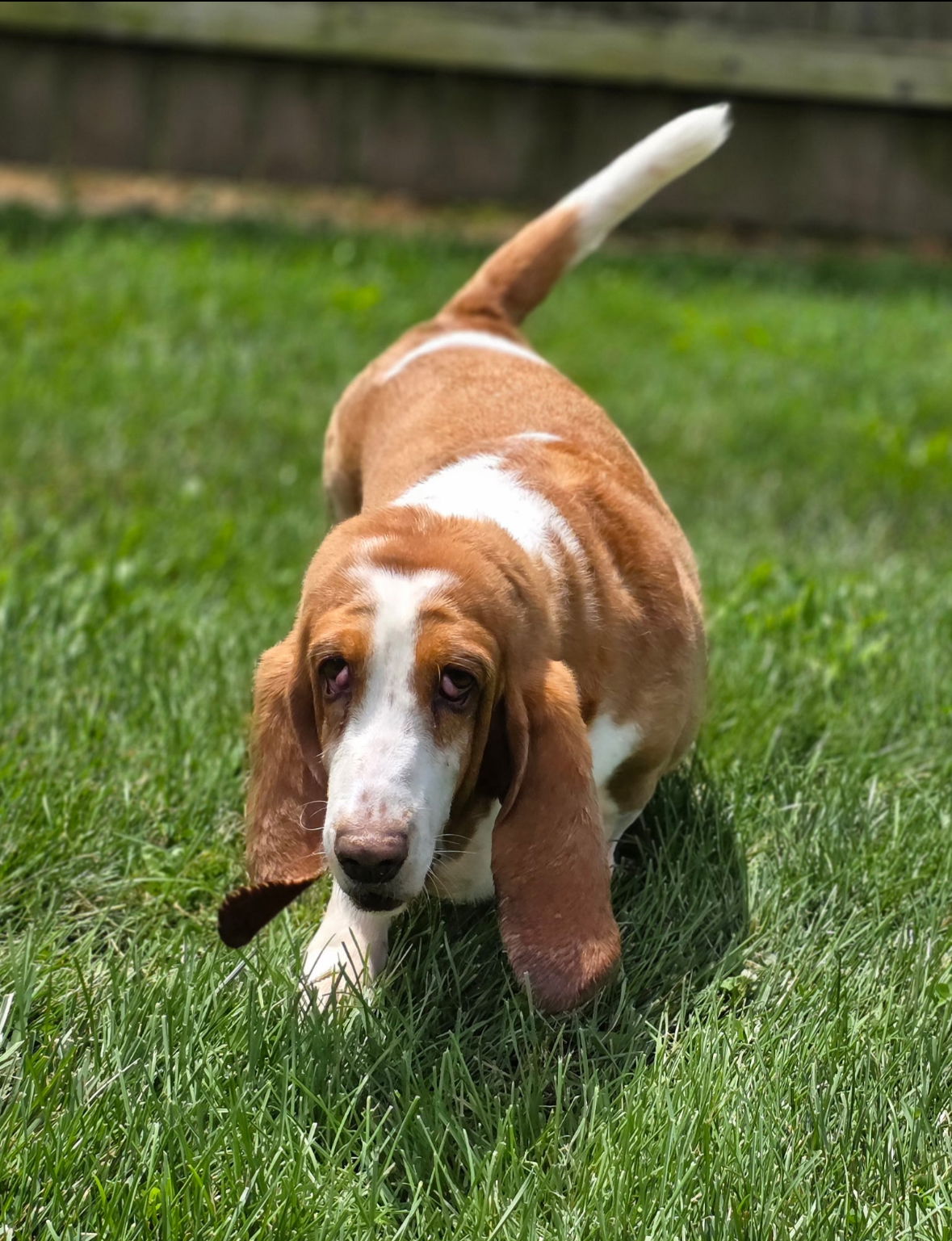 adoptable Dog in Brookville, OH named Daisy (7-2025)