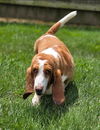 Daisy (7-2025)