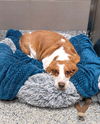 Daisy (7-2025)