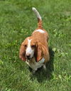Daisy (7-2025)
