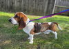 Beau (Oct 2025)
