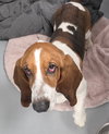 Beau (Oct 2025)