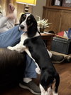 Archie