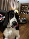 Archie