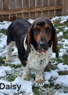 Daisy (11-2025)