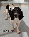 Moo